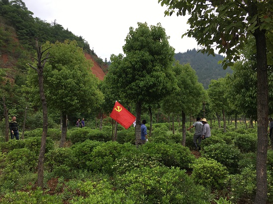 市花卉所:党旗映红苗圃园