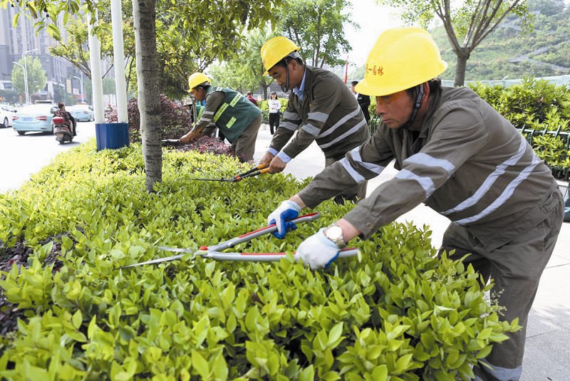 近日,市园林绿化管理局举办第十三届绿篱修剪技能竞赛,11支队伍,20名